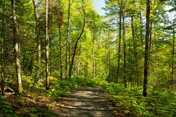 Wisconsin, ABD 'deki Pattison Eyalet Parkı' nda yürüyüş yolu..