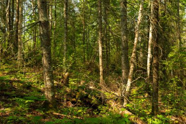Wisconsin, ABD 'deki Pattison Eyalet Parkı' ndaki Big Falls Yürüyüş Yolu 'nda yaz manzarası.