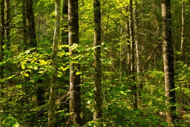 Wisconsin, ABD 'deki Pattison Eyalet Parkı' ndaki Big Falls Yürüyüş Yolu 'nda yaz manzarası.