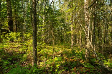Wisconsin, ABD 'deki Pattison Eyalet Parkı' ndaki Big Falls Yürüyüş Yolu 'nda yaz manzarası.