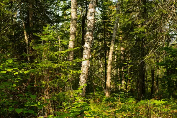 Wisconsin, ABD 'deki Pattison Eyalet Parkı' ndaki Big Falls Yürüyüş Yolu 'nda yaz manzarası.