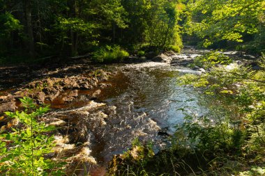 Wisconsin, ABD 'deki Pattison Eyalet Parkı' nda yaz manzarası.