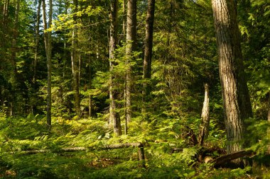 Summer landscape at Pattison State Park in Wisconsin, USA. clipart