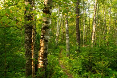 Wisconsin, ABD 'deki Pattison Eyalet Parkı' nda güzel bir yaz sabahı ormanda yürüyüş yaparken..