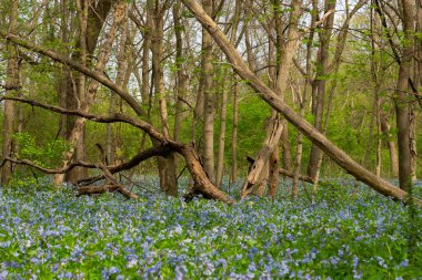 Illinois Canyon 'da ilkbahar çan çiçekleri Açlık Taşı Parkı, Illinois, ABD.