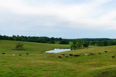 Missouri, ABD kırsalında gün doğumunda açık alanda sığır otlatıyor..