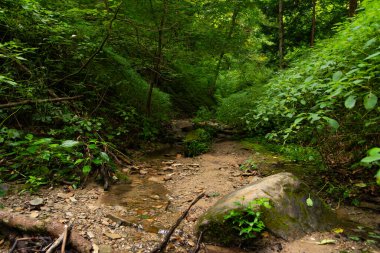 Pearl Ravine 'de yaz manzarası Shades State Park, Indiana, ABD.