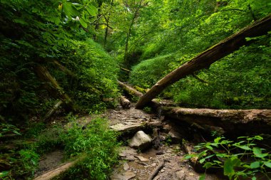Pearl Ravine 'de yaz manzarası Shades State Park, Indiana, ABD.