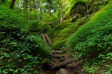 Frisz Ravine 'de yaz manzarası Shades State Park, Indiana, ABD.