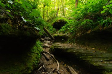 Frisz Ravine 'de yaz manzarası Shades State Park, Indiana, ABD.