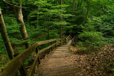 Indiana, ABD 'deki Shades State Park' ta bir yaz sabahı yürüyüş parkında.