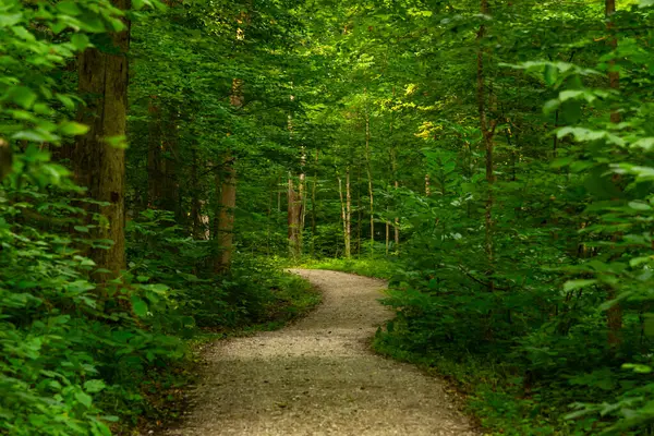 Indiana, ABD 'deki Shades State Park' ta bir yaz sabahı yürüyüş parkında.