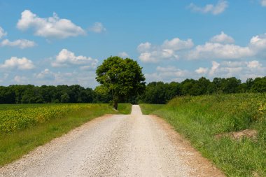 İndiana, ABD 'de bir yaz öğleden sonrasında kırsal kesimde kirli yol.