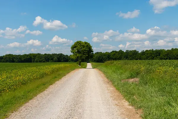 İndiana, ABD 'de bir yaz öğleden sonrasında kırsal kesimde kirli yol.