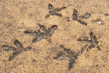 The famous Route 66 Turkey Tracks in the original 1920's concrete road in Nilwood, Illinois, USA.