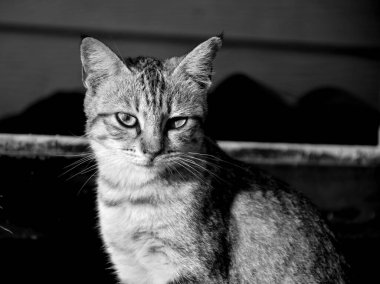 Gecenin hafif parıltısında dışarıda sessizce oturan aç bir sokak kedisi. Güzel bir günün sakin atmosferi, kedinin uzun uzun bakışıyla çelişiyor. Yalnızlığını ve dayanıklılığını vurguluyor. Yumuşak, sıcak tonlarla çevrili