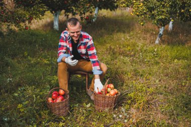 Bahçede elma hasadı. Gülümseyen genç bir adam meyve bahçesinde çalışıyor ve elinde elma dolu bir sandık var..