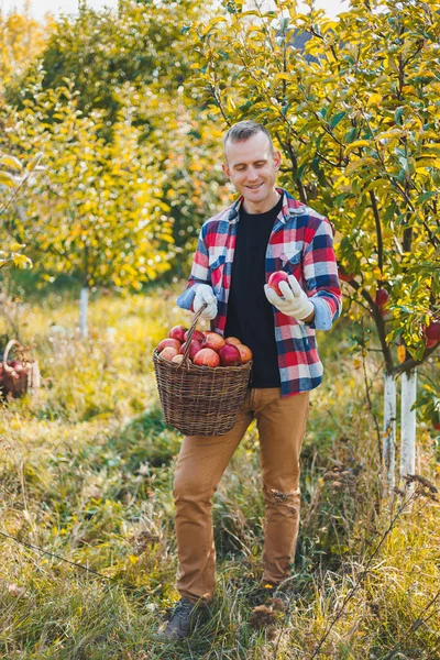 Young farmer showing organic homegrown apples in a basket. Harvesting apples in autumn in the garden.