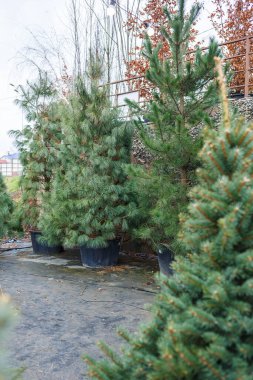 Evin yanındaki bahçe Noel için dekore edilmiştir. Evin yakınındaki bölge Noel için dekore edilmiştir. Noel ağacı: çayır, çam, saksıda çam.