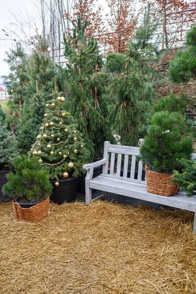 Tuin Buurt Van Het Huis Versierd Met Kerstmis Het Terrein — Stockfoto