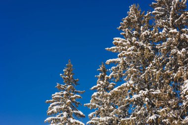 Winter snowy Christmas trees against the background of the blue sky. Winter landscapes.
