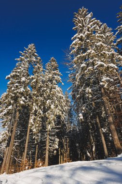Winter snowy Christmas trees against the background of the blue sky. Winter landscapes.