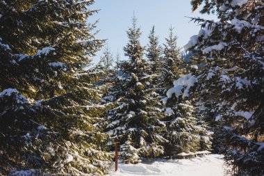 Winter snowy trees on the background of the blue sky. Winter landscapes.