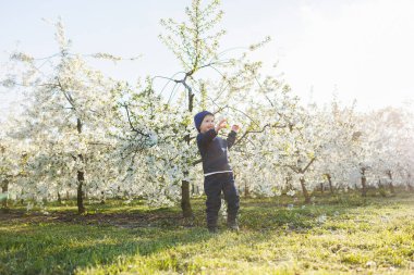 Küçük bir çocuk, 3 yaşında, kazak ve şapka giymiş, çiçek açan bir bahçede koşuyor. 3 yaşındaki çocuklar için giysiler. Mutlu bir Eotian çocuğu çiçek açan elma ağaçlarının arasında beyazdır.