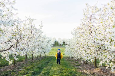Üç yaşında bir çocuk çiçek açan bir bahçede koşuyor. Neşeli duygusal çocuk parkta yürüyor..