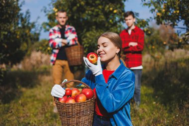 Genç gülen kadın işçi, sonbahar hasadı sırasında meyve bahçesinde olgun elma toplar. Elma toplama zamanı. Elma bahçesi. Aile çiftliği meyve ağaçları yetiştiriyor