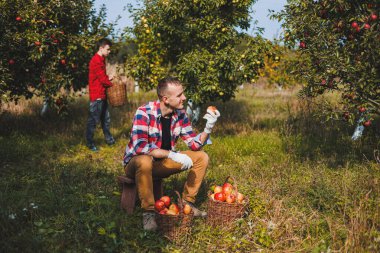 Mutlu erkek çiftçi, sonbahar hasadı sırasında meyve bahçesinde olgun elma topluyor. Elma toplama zamanı. Elma bahçesi. Aile çiftliği meyve ağaçları yetiştiriyor