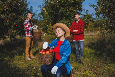 Genç bir kadın olgun elma sepeti topladı. Sonbahar elma hasadı. Elmalı aile bahçesi. Güzel genç bir kadın, bir sonbahar günü meyve bahçesinde ya da çiftlikte olgun elma toplar.