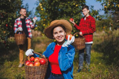 Genç bir kadın olgun elma sepeti topladı. Sonbahar elma hasadı. Elmalı aile bahçesi. Güzel genç bir kadın, bir sonbahar günü meyve bahçesinde ya da çiftlikte olgun elma toplar.