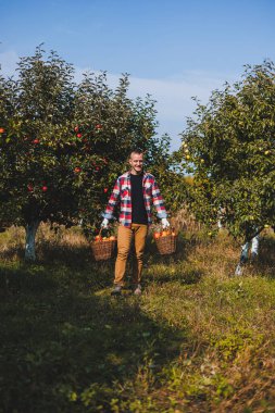 Yakışıklı bir adam, bir meyve bahçesinde sepet içinde olgun elmalar toplar ya da bir sonbahar günü çiftliğe gider. Bir sepet dolusu olgun elması olan bir adam..