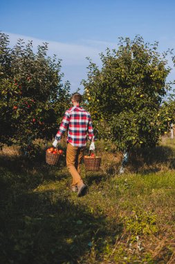 Yakışıklı bir adam, bir meyve bahçesinde sepet içinde olgun elmalar toplar ya da bir sonbahar günü çiftliğe gider. Bir sepet dolusu olgun elması olan bir adam..