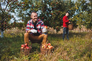 Yakışıklı bir adam, bir meyve bahçesinde sepet içinde olgun elmalar toplar ya da bir sonbahar günü çiftliğe gider. Bir sepet dolusu olgun elması olan bir adam..