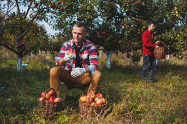 Yakışıklı bir adam, bir meyve bahçesinde sepet içinde olgun elmalar toplar ya da bir sonbahar günü çiftliğe gider. Bir sepet dolusu olgun elması olan bir adam..
