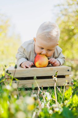 10 aylık bir bebek doğada oturur ve bir elma yer. Küçük çocuk taze meyve yiyor..