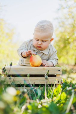 10 aylık bir bebek doğada oturur ve bir elma yer. Küçük çocuk taze meyve yiyor..