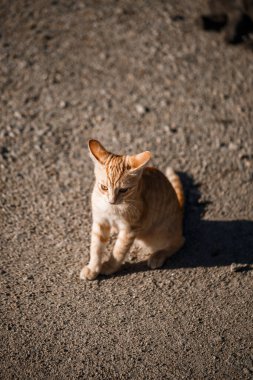 Yerde gri bir kedi yatıyor. Evsiz bir kedi güneşin tadını çıkarıyor. Evsiz hayvan kavramı