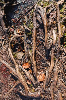 Yosun ve yeşil ormanla kaplı büyük ağaç kökleri. Orman manzarası.