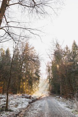 Çam ormanındaki patika. Uzun ağaçların arasındaki orman yolu. Orman manzarası.