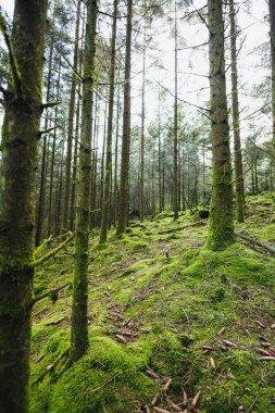 Orman manzarası. Uzun bir çam ormanında sabah. Ormandaki ağaçlar iğnelerle kaplanmış ve yosun ve çimlerle kaplanmış..