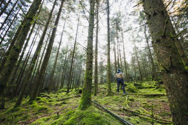 Orman manzarası. Uzun bir çam ormanında sabah. Ormandaki ağaçlar iğnelerle kaplanmış ve yosun ve çimlerle kaplanmış..