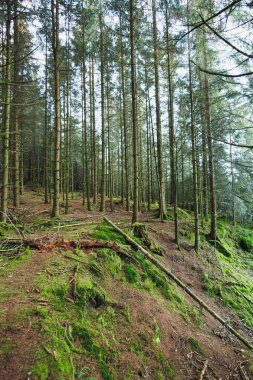 Orman manzarası. Uzun bir çam ormanında sabah. Ormandaki ağaçlar iğnelerle kaplanmış ve yosun ve çimlerle kaplanmış..