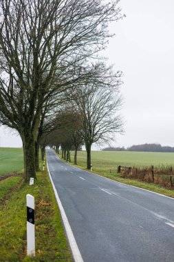Asfalt yolda, yanında beyaz işaretler ve ağaçlar var. Sonbahar yolu.