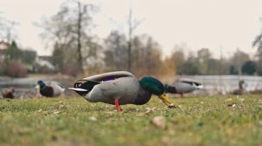 Vahşi nehir ördekleri çimlerin üzerindeki nehir kıyısında yürürler. Ördekler gölün yakınındaki çimlerde yürür..