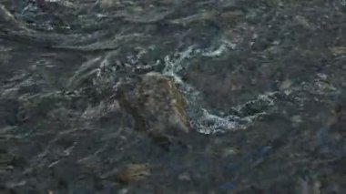 Bir pınardan akan su. Güçlü nehir suyu akıntısı. Nehirdeki taşların üzerinden akan su..