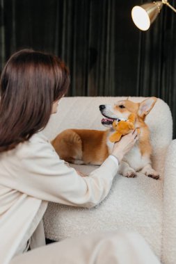 Neşeli bir Corgi, neşeli anların tadını çıkarır ve şık ve rahat bir evde sevgili sahibiyle bağ kurar.