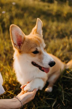 Gün batımında tarlada köpeğiyle oynayan şapkalı ve elbiseli hoş bir kadın. Yeşil çimenli arka planda Corgi köpeği. Kız nazikçe corgi köpeğini okşar. Köpek gezdirme, arkadaşlık. Yaz resmi